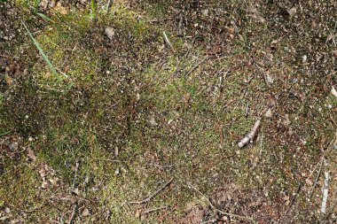 Yüksek çözünürlüklü yüzey orman zemin ile fındık ve yosun kadar kapatın