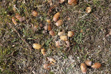 Yüksek çözünürlüklü yüzey orman zemin ile fındık ve yosun kadar kapatın