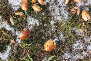 Yüksek çözünürlüklü yüzey orman zemin ile fındık ve yosun kadar kapatın