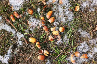 Yüksek çözünürlüklü yüzey orman zemin ile fındık ve yosun kadar kapatın