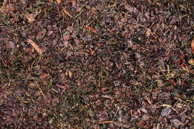 Yüksek çözünürlüklü yüzey orman zemin ile fındık ve yosun kadar kapatın