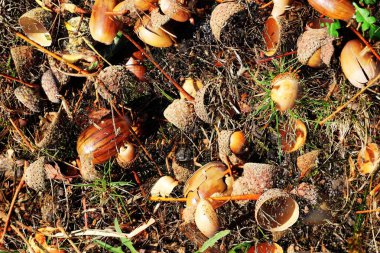 Yüksek çözünürlüklü yüzey orman zemin ile fındık ve yosun kadar kapatın