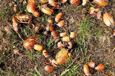 Yüksek çözünürlüklü yüzey orman zemin ile fındık ve yosun kadar kapatın