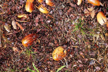 Yüksek çözünürlüklü yüzey orman zemin ile fındık ve yosun kadar kapatın