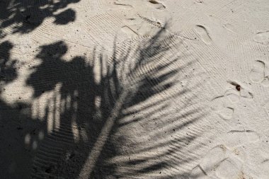 Gölgeler ve palmiye ağaçlarının Seyşel Adaları