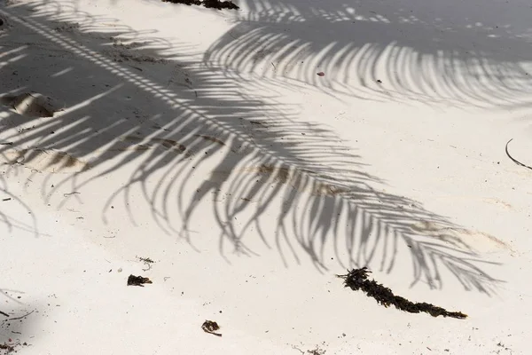 Schatten Der Palmen Auf Den Seychellen — Stockfoto