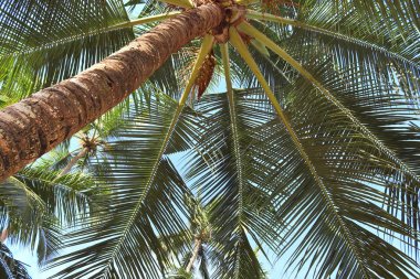 Cennet Adaları Seyşeller kumsalda güzel palmiye ağaçları