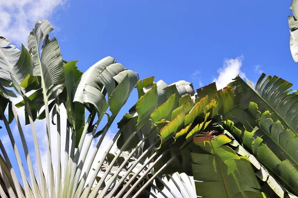 Krásné Palmy Pláži Seychelské Ostrovy Ráje — Stock fotografie
