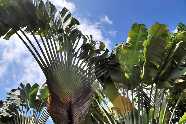 Prachtige Palmbomen Het Strand Paradijs Eilanden Seychellen — Stockfoto
