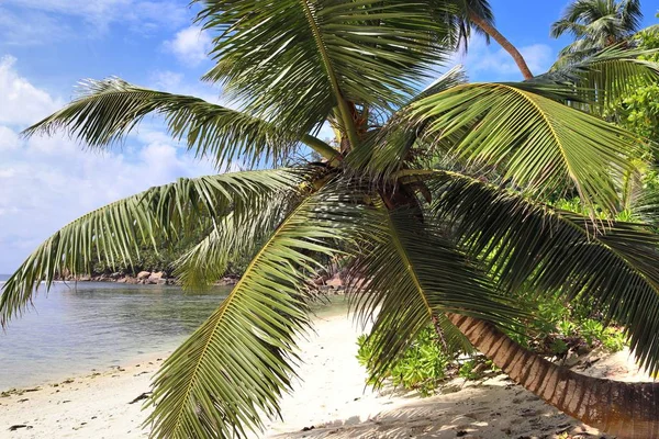 Palmen Strand Auf Den Paradiesischen Seychellen — Stockfoto