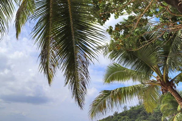 Palmen Strand Auf Den Paradiesischen Seychellen — Stockfoto