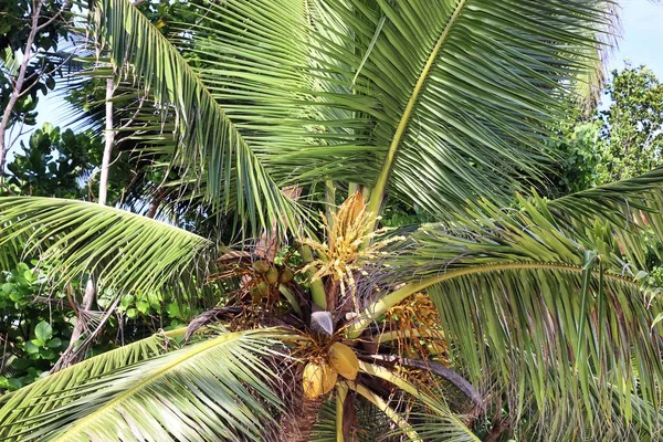 Belle Palme Spiaggia Sulle Isole Paradisiache Seychelles — Foto Stock