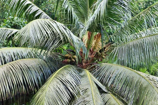 Hermosas Palmeras Playa Las Islas Paradisíacas Seychelles — Foto de Stock