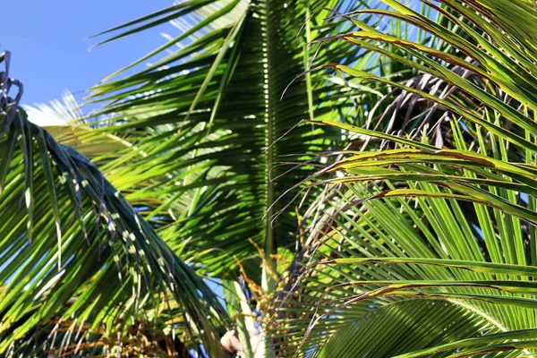 Krásné Palmy Pláži Seychelské Ostrovy Ráje — Stock fotografie