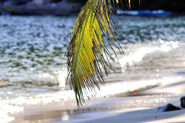 Palmen Strand Auf Den Paradiesischen Seychellen — Stockfoto