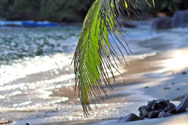 Beautiful Palm Trees Beach Paradise Islands Seychelles — Stock Photo, Image