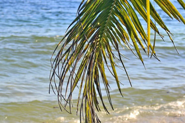 Beaux Palmiers Plage Sur Les Îles Paradisiaques Seychelles — Photo