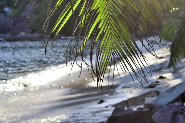 Beaux Palmiers Plage Sur Les Îles Paradisiaques Seychelles — Photo