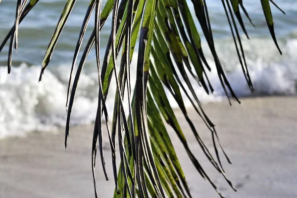 Beautiful Palm Trees Beach Paradise Islands Seychelles — Stock Photo, Image