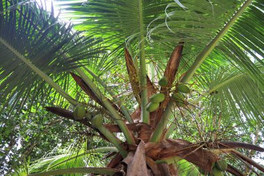 Güzel palmiye ağaçları, beyaz kum plaj üzerinde cennet Adaları Seyşeller