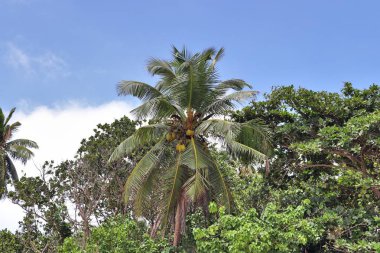 Güzel palmiye ağaçları, beyaz kum plaj üzerinde cennet Adaları Seyşeller