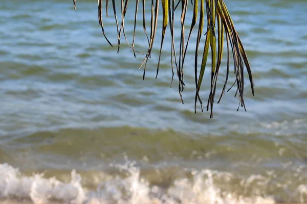 Пальмы Пляже Белым Песком Приморских Островах Сейшельские Острова — стоковое фото