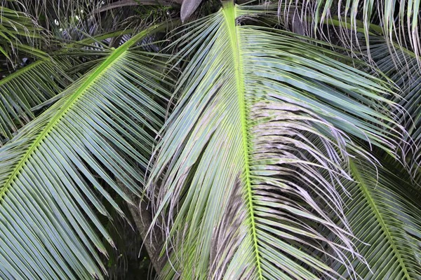 Pięknych Palm Piaszczystej Plaży Seszele Wyspy Raju — Zdjęcie stockowe