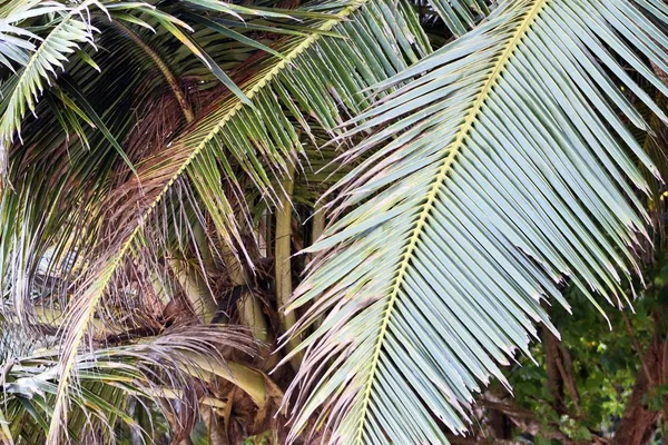 Schöne Palmen Weißen Sandstrand Auf Den Paradiesinseln Der Seychellen — Stockfoto