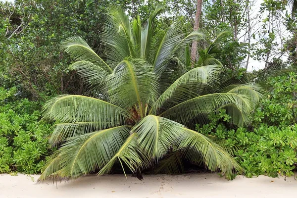 Schöne Palmen Weißen Sandstrand Auf Den Paradiesinseln Der Seychellen — Stockfoto