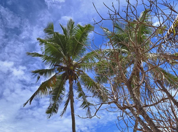 Krásné Palmy Bílé Písčité Pláže Seychelské Ostrovy Ráje — Stock fotografie