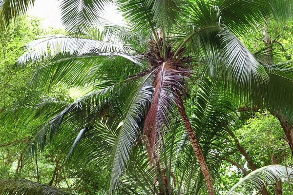 Beaux Palmiers Plage Sable Blanc Sur Les Îles Paradisiaques Seychelles — Photo