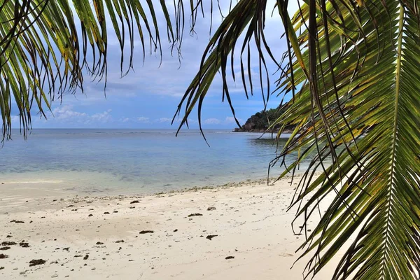 Beaux Palmiers Plage Sable Blanc Sur Les Îles Paradisiaques Seychelles — Photo