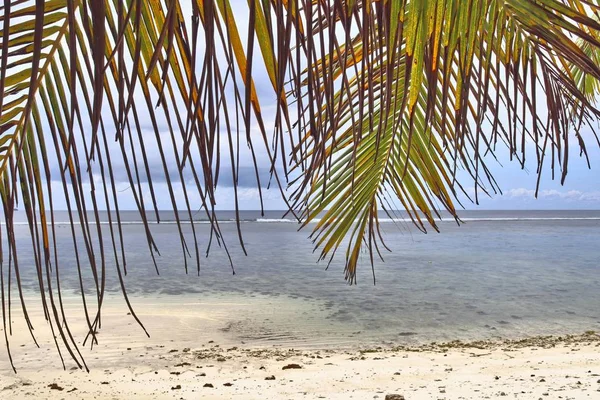 Belle Palme Sulla Spiaggia Sabbia Bianca Sulle Isole Paradisiache Seychelles — Foto Stock