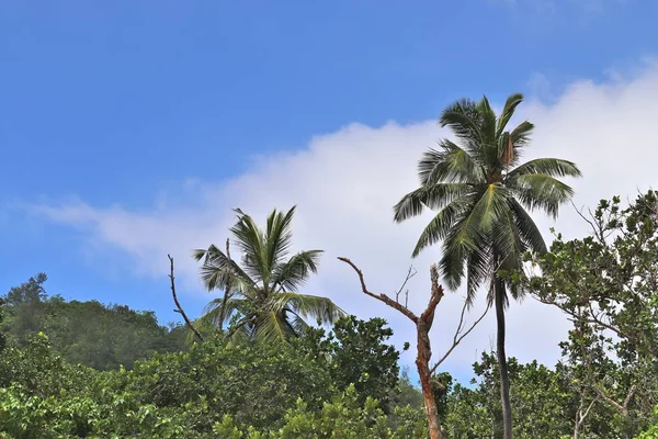 Hermosas Palmeras Playa Arena Blanca Las Islas Paradisíacas Seychelles —  Fotos de Stock