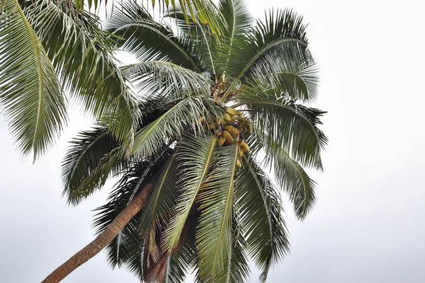 Krásné Palmy Bílé Písčité Pláže Seychelské Ostrovy Ráje — Stock fotografie