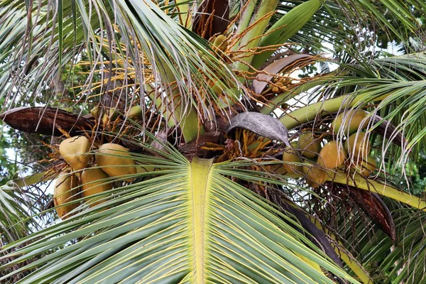 Krásné Palmy Bílé Písčité Pláže Seychelské Ostrovy Ráje — Stock fotografie