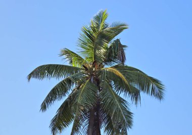 2019 alınan cennet Adaları Seyşeller kumsalda güzel palmiye ağaçları, beyaz kum