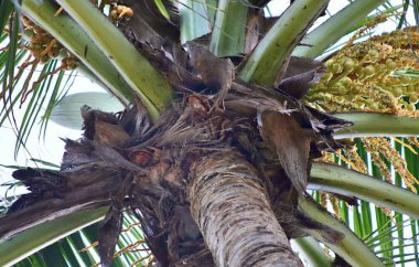 2019 alınan cennet Adaları Seyşeller kumsalda güzel palmiye ağaçları, beyaz kum