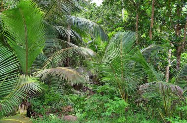 2019 alınan cennet Adaları Seyşeller kumsalda güzel palmiye ağaçları, beyaz kum