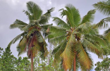 2019 alınan cennet Adaları Seyşeller kumsalda güzel palmiye ağaçları, beyaz kum