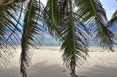 2019 alınan cennet Adaları Seyşeller kumsalda güzel palmiye ağaçları, beyaz kum