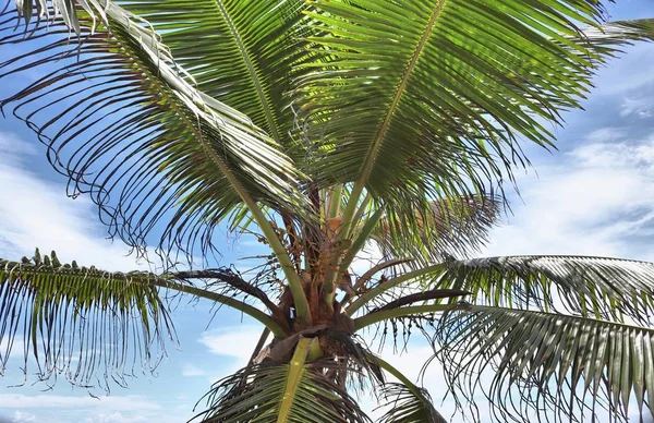 Beautiful Palm Trees White Sand Beach Paradise Islands Seychelles Taken — Stock Photo, Image