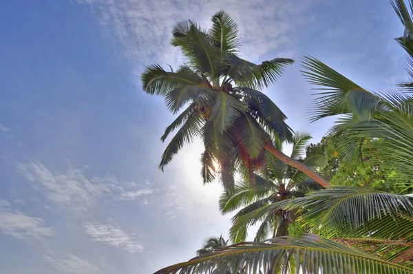 Beautiful Palm Trees White Sand Beach Paradise Islands Seychelles Taken — Stock Photo, Image