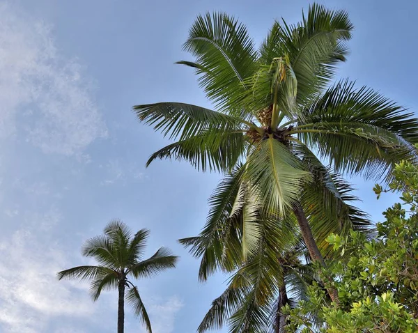 美丽的棕榈树在白色沙滩上的天堂岛塞舌尔在2019年采取 — 图库照片