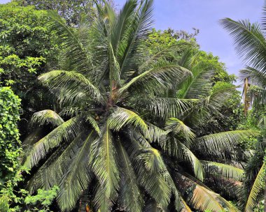 Güzel palmiye ağaçları, beyaz kum plaj üzerinde cennet Adaları Seyşeller