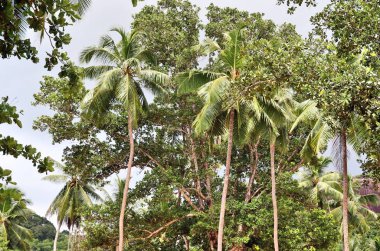 Güzel palmiye ağaçları, beyaz kum plaj üzerinde cennet Adaları Seyşeller