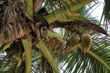 Güzel palmiye ağaçları, beyaz kum plaj üzerinde cennet Adaları Seyşeller