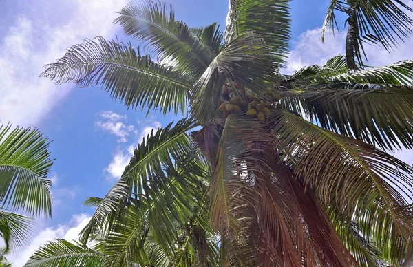 Krásné Palmy Bílé Písčité Pláže Seychelské Ostrovy Ráje — Stock fotografie