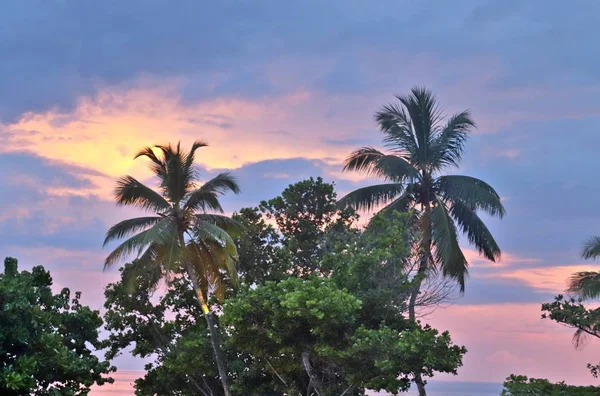 Belle Palme Sulla Spiaggia Sabbia Bianca Sulle Isole Paradisiache Seychelles — Foto Stock