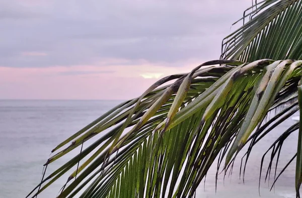 Beautiful Palm Trees White Sand Beach Paradise Islands Seychelles — Stock Photo, Image